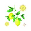 Samolepiace dekorácie Crearreda WA M Lemons 54122 citróny