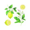 Samolepiace dekorácie Crearreda WA M Lemons 54122 citróny