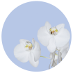 CR 3300 AG Design fototapety ekologická vliesová samolepiaca 2-dielna okrúhla orchidea na modrom podklade, veľkosť 140x140 cm