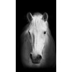 FCP L 6520 AG Design textilný foto záves obrazový Horse - Kôň FCPL 6520, veľkosť 140 x 245 cm