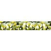 KI-350-009 Samolepiace fototapeta do kuchyne - White Tulips, veľkosť 350 x 60 cm