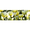 KI-180-009 Fototapeta do kuchyne - White Tulips (Biele tulipány)