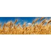 KI-180-011 Fototapeta do kuchyne - Wheat Field (Pole pšenice)