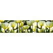 KI-260-009 Fototapeta do kuchyne - White Tulips (Biele tulipány)