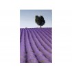 MS-2-0088 Vliesová obrazová fototapeta Lavender Field, veľkosť 150 x 250 cm