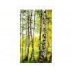 MS-2-0094 Vliesová obrazová fototapeta Birch Forest, veľkosť 150 x 250 cm