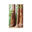 MS-2-0102 Vliesová obrazová fototapeta Sequoia, veľkosť 150 x 250 cm