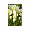 MS-2-0127 Vliesová obrazová fototapeta White Tulips, veľkosť 150 x 250 cm