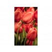 MS-2-0128 Vliesová obrazová fototapeta Red Tulips, veľkosť 150 x 250 cm