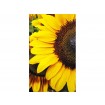 MS-2-0130 Vliesová obrazová fototapeta Sunflowers, veľkosť 150 x 250 cm