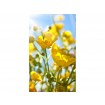 MS-2-0134 Vliesová obrazová fototapeta Yellow Flowers, veľkosť 150 x 250 cm