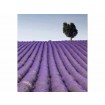 MS-3-0088 Vliesová obrazová fototapeta Lavender Field, veľkosť 225 x 250 cm