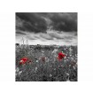MS-3-0091 Vliesová obrazová fototapeta Poppies in Black and White, veľkosť 225 x 250 cm