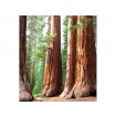 MS-3-0102 Vliesová obrazová fototapeta Sequoia, veľkosť 225 x 250 cm