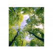 MS-3-0104 Vliesová obrazová fototapeta Trees, veľkosť 225 x 250 cm