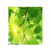 MS-3-0107 Vliesová obrazová fototapeta Green Leaves, veľkosť 225 x 250 cm