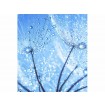 MS-3-0125 Vliesová obrazová fototapeta Dandelion with Water, veľkosť 225 x 250 cm