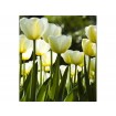 MS-3-0127 Vliesová obrazová fototapeta White Tulips, veľkosť 225 x 250 cm