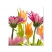 MS-3-0142 Vliesová obrazová fototapeta Spring Flowers, veľkosť 225 x 250 cm