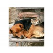 MS-3-0221 Vliesová obrazová fototapeta Cat and Dog, veľkosť 225 x 250 cm