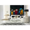 MS-3-0223 Vliesová obrazová fototapeta Colorful Macaw, veľkosť 225 x 250 cm