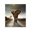 MS-3-0225 Vliesová obrazová fototapeta Walking Elephant, veľkosť 225 x 250 cm