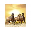 MS-3-0227 Vliesová obrazová fototapeta Horses in Sunset, veľkosť 225 x 250 cm