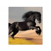MS-3-0228 Vliesová obrazová fototapeta Horse, veľkosť 225 x 250 cm