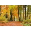 MS-5-0099 Vliesová obrazová fototapeta Autumn Forest, veľkosť 375 x 250 cm