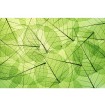 MS-5-0111 Vliesová obrazová fototapeta Leaf Veins, veľkosť 375 x 250 cm