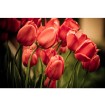 MS-5-0128 Vliesová obrazová fototapeta Red Tulips, veľkosť 375 x 250 cm