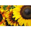 MS-5-0130 Vliesová obrazová fototapeta Sunflowers, veľkosť 375 x 250 cm