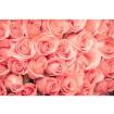 MS-5-0133 Vliesová obrazová fototapeta Roses, veľkosť 375 x 250 cm