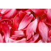 MS-5-0151 Vliesová obrazová fototapeta Red Petals, veľkosť 375 x 250 cm