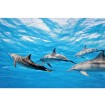 MS-5-0218 Vliesová obrazová fototapeta Dolphins, veľkosť 375 x 250 cm