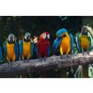 MS-5-0223 Vliesová obrazová fototapeta Colorful Macaw, veľkosť 375 x 250 cm