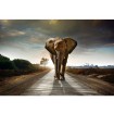 MS-5-0225 Vliesová obrazová fototapeta Walking Elephant, veľkosť 375 x 250 cm