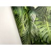 P492440071 A.S. Création vliesová tapeta na stenu Styleguide Jung 2024 palmové listy, veľkosť 10,05 m x 53 cm