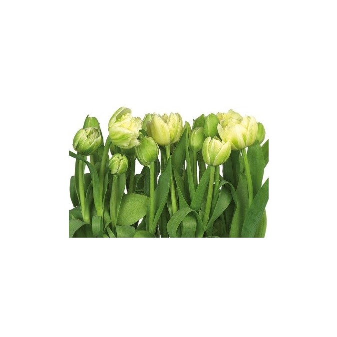 KOMR 009-8 Fototapeta Komar Tulipány, veľkosť 368 x 254 cm