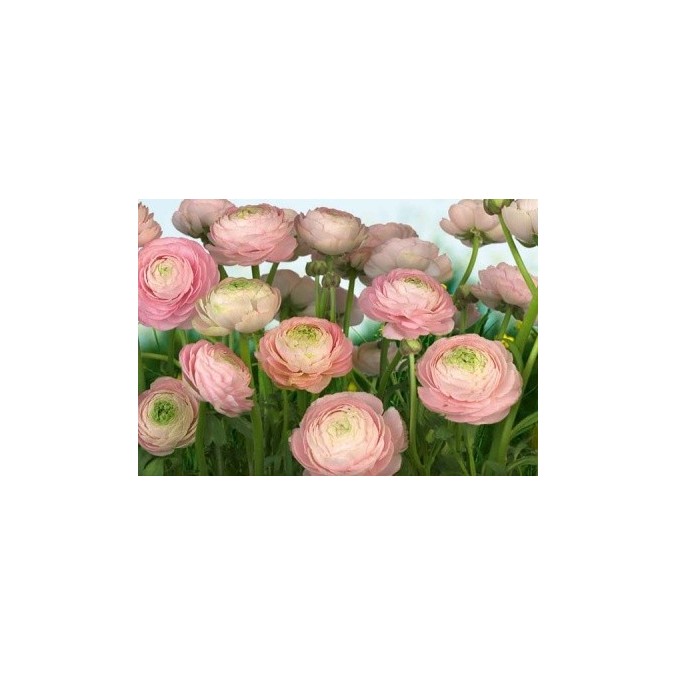 KOMR 498-8 Gentle Rose Fototapeta Komar