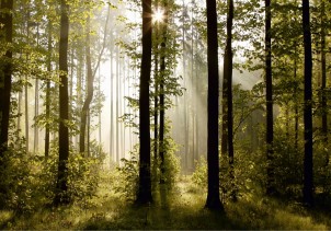 FTN S 2447 AG Design vliesová fototapeta 4-dielna Morning forest, veľkosť 360 x 270 cm