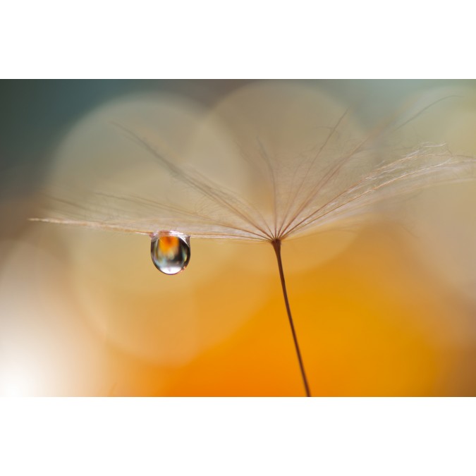 FTNXXL 3020 AG Design vliesová fototapeta 4-dielna Morning Drop - Ranná kvapka, veľkosť 360 x 270 cm