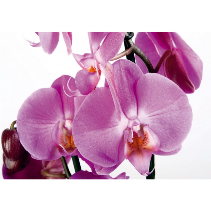 Fototapeta na stenu štvordielna FTS 0049 orchidea, veľkosť 360x254 cm