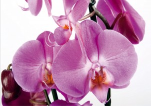 FTN S 2459 AG Design vliesová fototapeta 4-dielna Violet orchid big, veľkosť 360 x 270 cm
