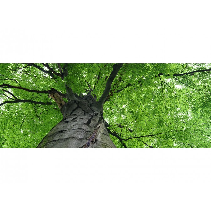 MP-2-0101 Vliesová obrazová panoramatická fototapeta Treetop + lepidlo Bezplatne, veľkosť 375 x 150 cm