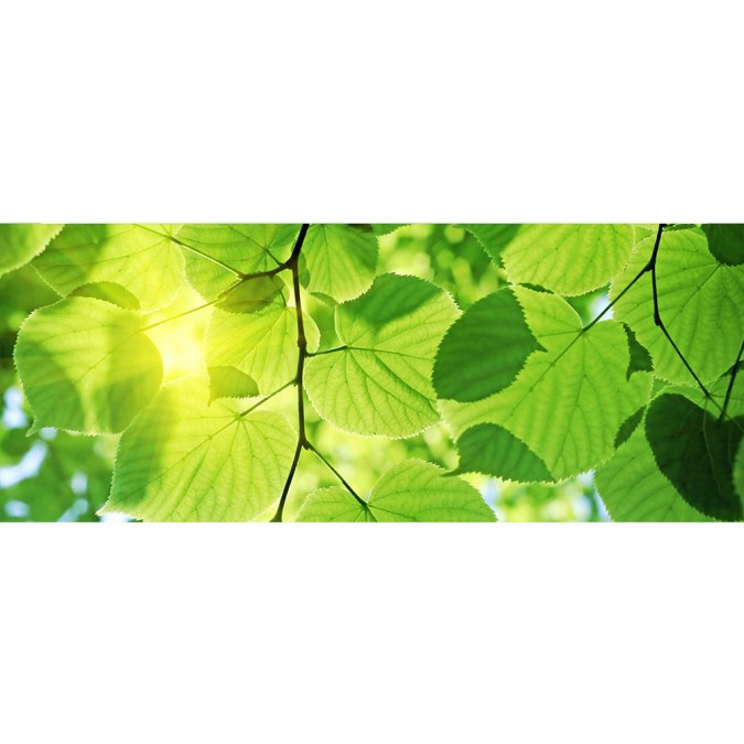 MP-2-0107 Vliesová obrazová panoramatická fototapeta Green Leaves + lepidlo Bezplatne, veľkosť 375 x 150 cm