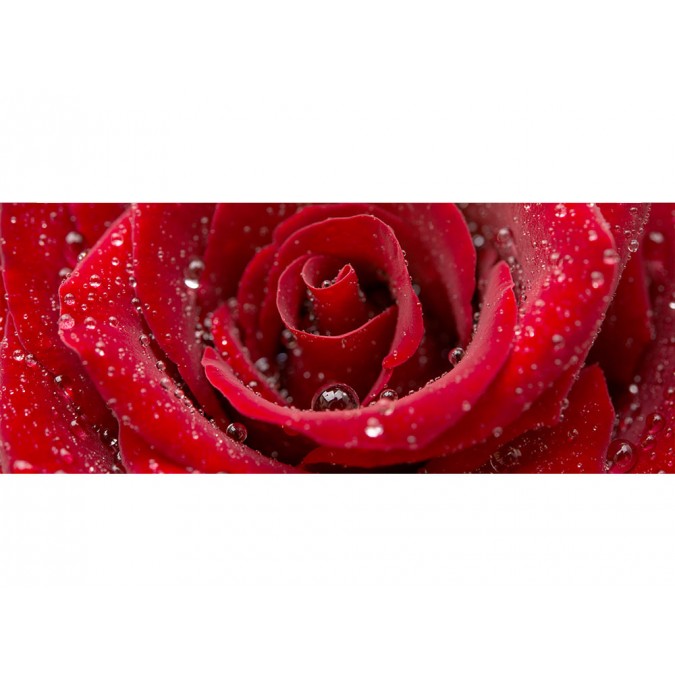 MP-2-0138 Vliesová obrazová panoramatická fototapeta Red Rose + lepidlo Bezplatne, veľkosť 375 x 150 cm