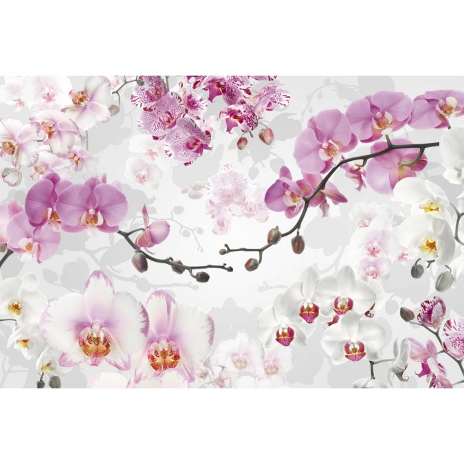 KOMR 230-4 XXL  Vliesová fototapeta Komar - Allure - orchidea ružová, veľkosť 368x248 cm