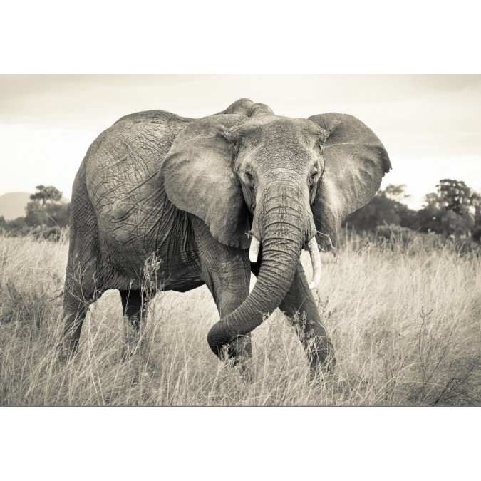 KOMR 925-4XXL Vliesová fototapeta Komar - Elefant - Slon africký, veľkosť 368x248 cm