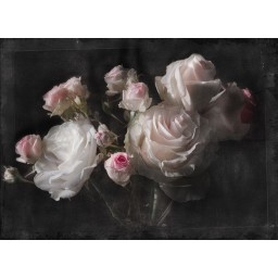 KOMR 678-4 Obrazová fototapeta Komar Eternity Pivoňková ruže, veľkosť 254 x 184 cm